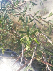 Periploca laevigata angustifolia