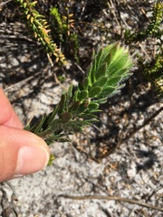 Aspalathus aspalathoides