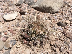 Coryphantha robustispina uncinata