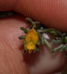 Aspalathus juniperina juniperina