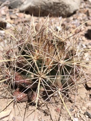 Coryphantha robustispina uncinata