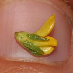 Aspalathus juniperina juniperina