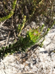 Aspalathus aspalathoides