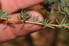 Aspalathus juniperina juniperina