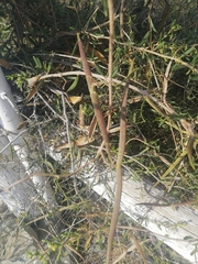 Periploca laevigata angustifolia