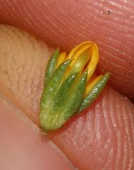 Aspalathus juniperina juniperina