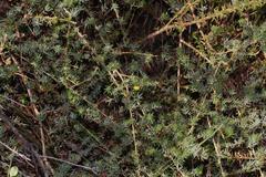 Aspalathus juniperina juniperina