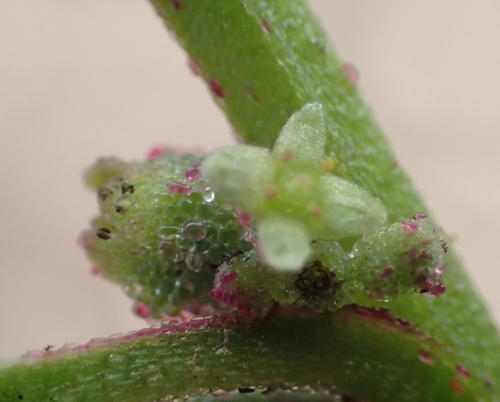 Tetragonia echinata