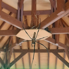 Nephila pilipes