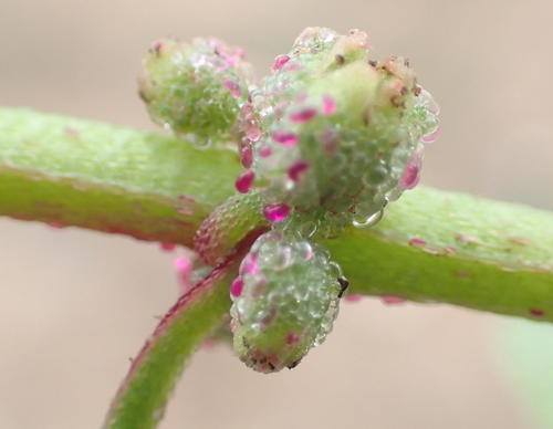 Tetragonia echinata