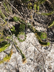 Aspalathus aspalathoides