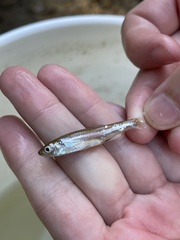 Notropis atherinoides