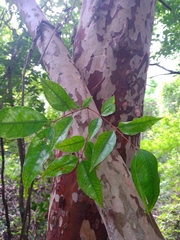 Psidium sartorianum
