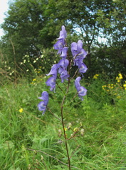 Aconitum nasutum