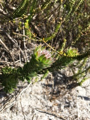 Aspalathus aspalathoides