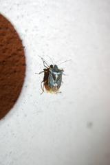 Pentatoma rufipes