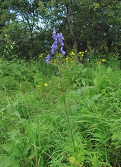 Aconitum nasutum
