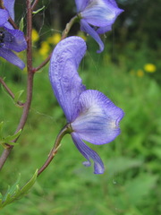 Aconitum nasutum