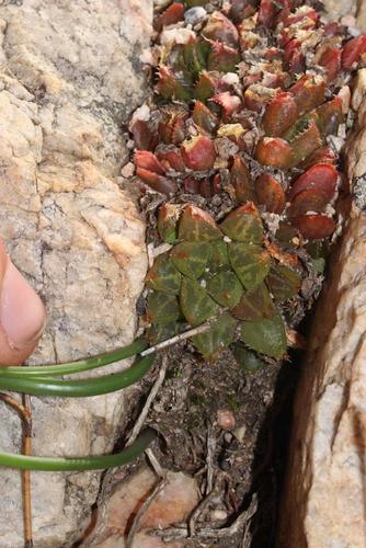 Haworthia mirabilis