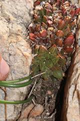 Haworthia mirabilis consanguinea