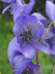 Aconitum nasutum