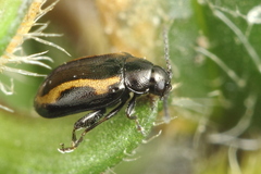 Phyllotreta zimmermanni