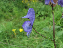 Aconitum nasutum