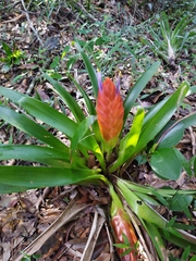 Tillandsia multicaulis