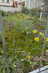 Senecio inaequidens