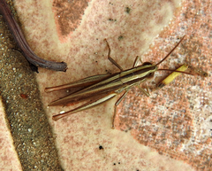 Euchorthippus chopardi