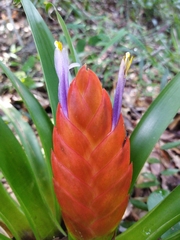 Tillandsia multicaulis