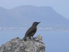 Geocolaptes olivaceus