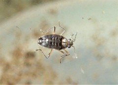 Microveliinae
