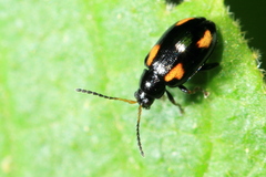 Phyllotreta bipustulata