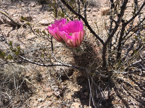 CDT jun Antelope Wells Route to Mexico