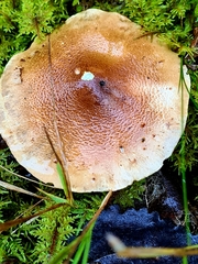Tricholoma aestuans