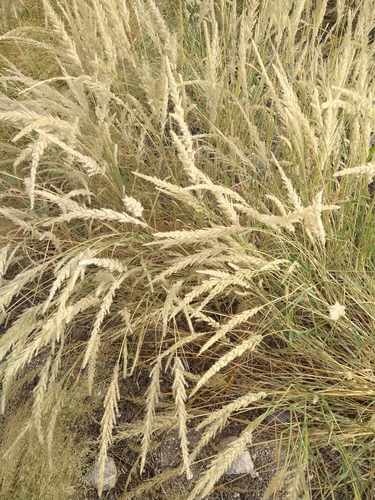Enneapogon cenchroides