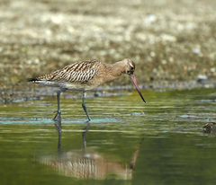 Limosa lapponica