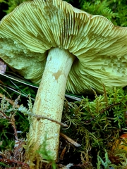 Tricholoma aestuans