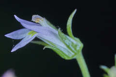 Lobelia xalapensis