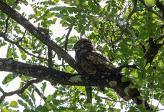 Caprimulgus jotaka