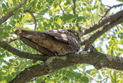 Caprimulgus jotaka