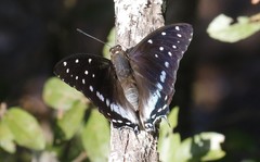 Charaxes etesipe