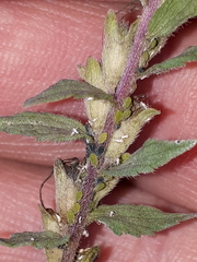 Aphis frangulae