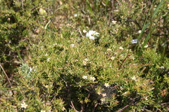 Diosma aspalathoides
