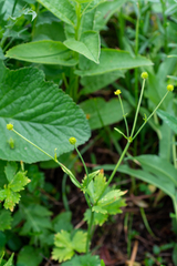 Ranunculus grandifolius
