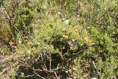Diosma aspalathoides