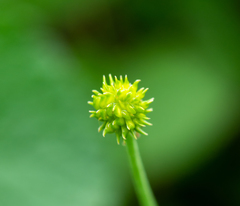 Ranunculus grandifolius