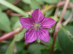 Geranium nepalense thunbergii