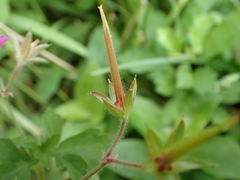 Geranium nepalense thunbergii